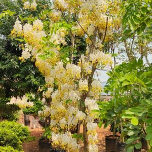 Cassia fistula ( white )