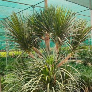 Dracena Draco
