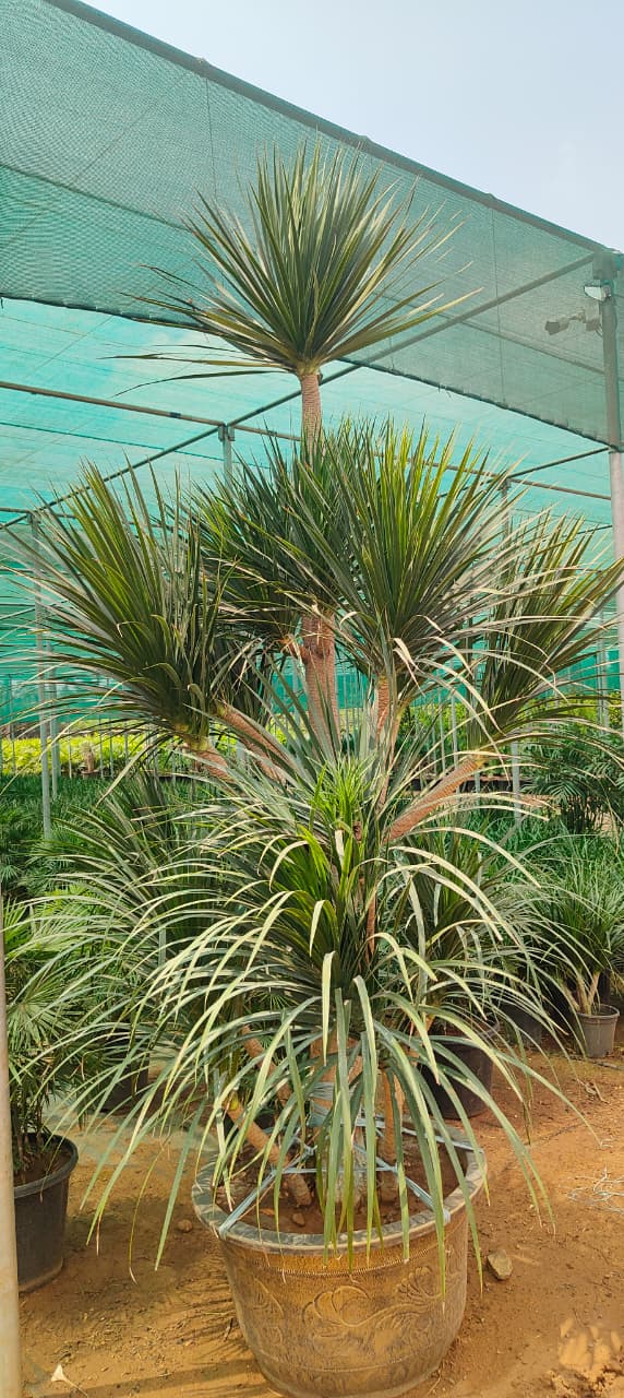 WhatsApp Image 2025-08-15 at 12.17.09_22d9cd7c