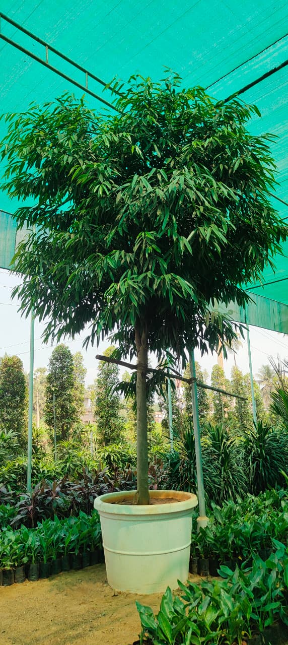 WhatsApp Image 2025-08-15 at 12.18.07_25dc6006