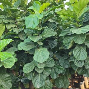 Ficus lyrata ( Fiddle leaf )