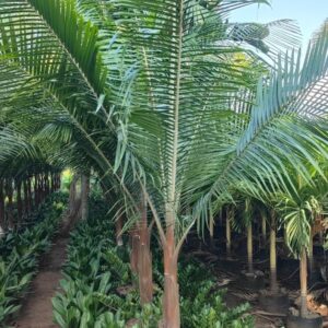 Neck Palm ( Red & Green )