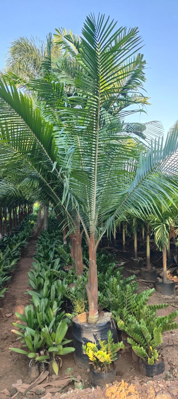 Neck Palm ( Red & Green )