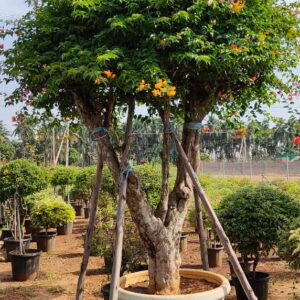 Bougainvillea Multicolor ( Thai )
