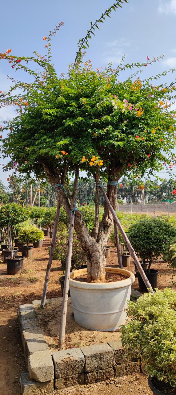 WhatsApp Image 2025-08-15 at 12.33.56_f86c46d7