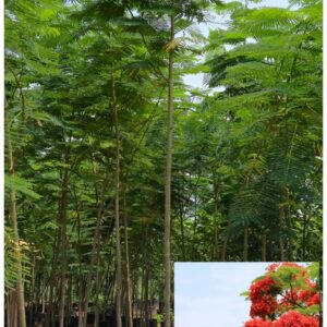 Delonix regia ( Gulmohar )