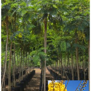 Peltophorum pterocarpum