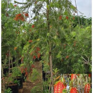 Callistemon polandii