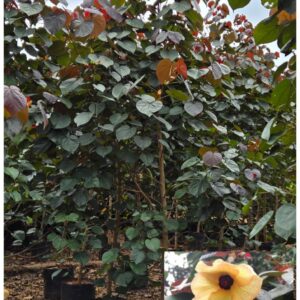 Hibiscus Tiliaceus