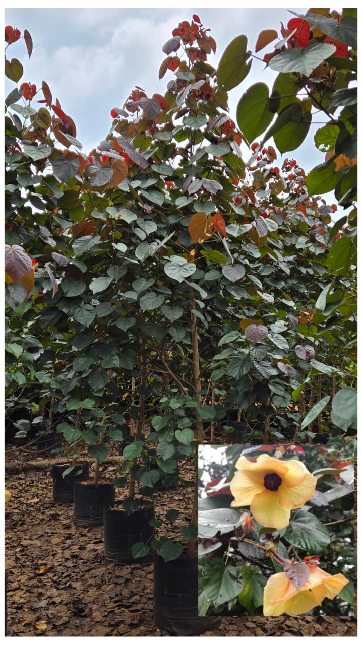 WhatsApp Image 2025-08-15 at 15.33.13_30a9a239