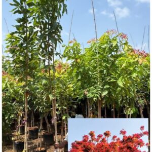 Schleichera oleosa ( Kusum Tree )