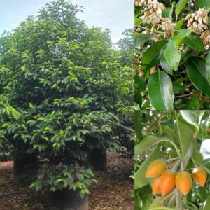 Mimusops Elengi ( Spanish Cherry )