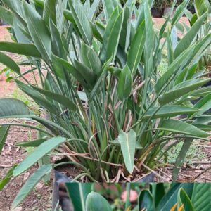 Bird of Paradise ( Orange )