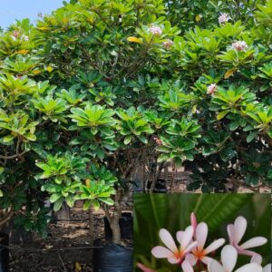 plumeria singapores dwraft