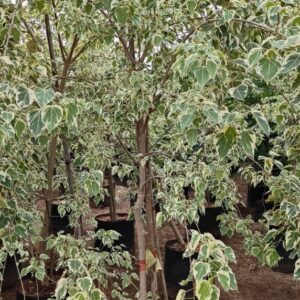 Ficus religiosa ( variegated)