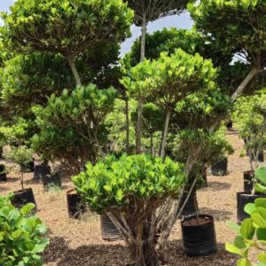 Ficus apollo (multi heads)