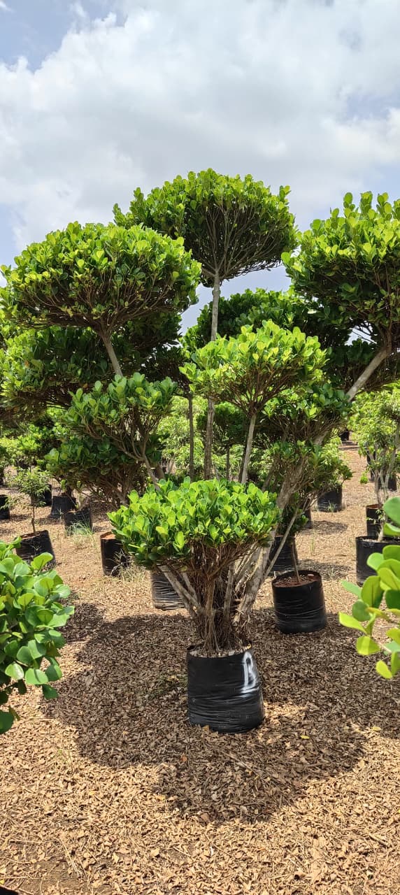 WhatsApp Image 2025-08-18 at 11.40.34 AM