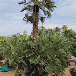 Chamaerops Humilis
