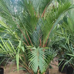 Cyrtostachys renda ( red wax palm)