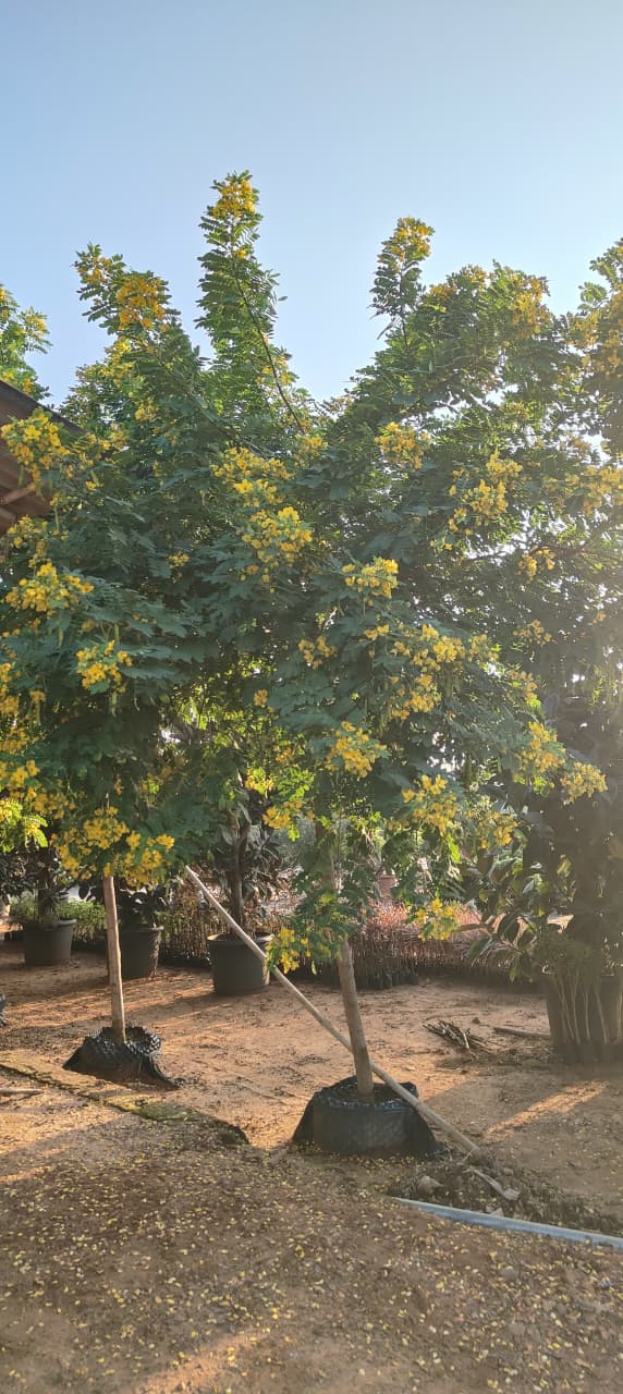 WhatsApp Image 2025-08-18 at 11.51.50 AM