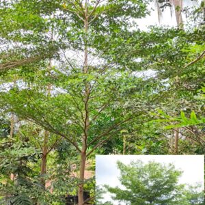 Terminalia Mantaly (Green)