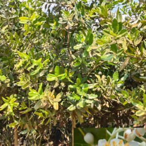 Calophyllum inophyllum (ponna )