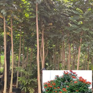 Spathodia Campanulata