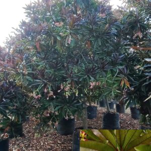 Odollam Rubra (pong pong )