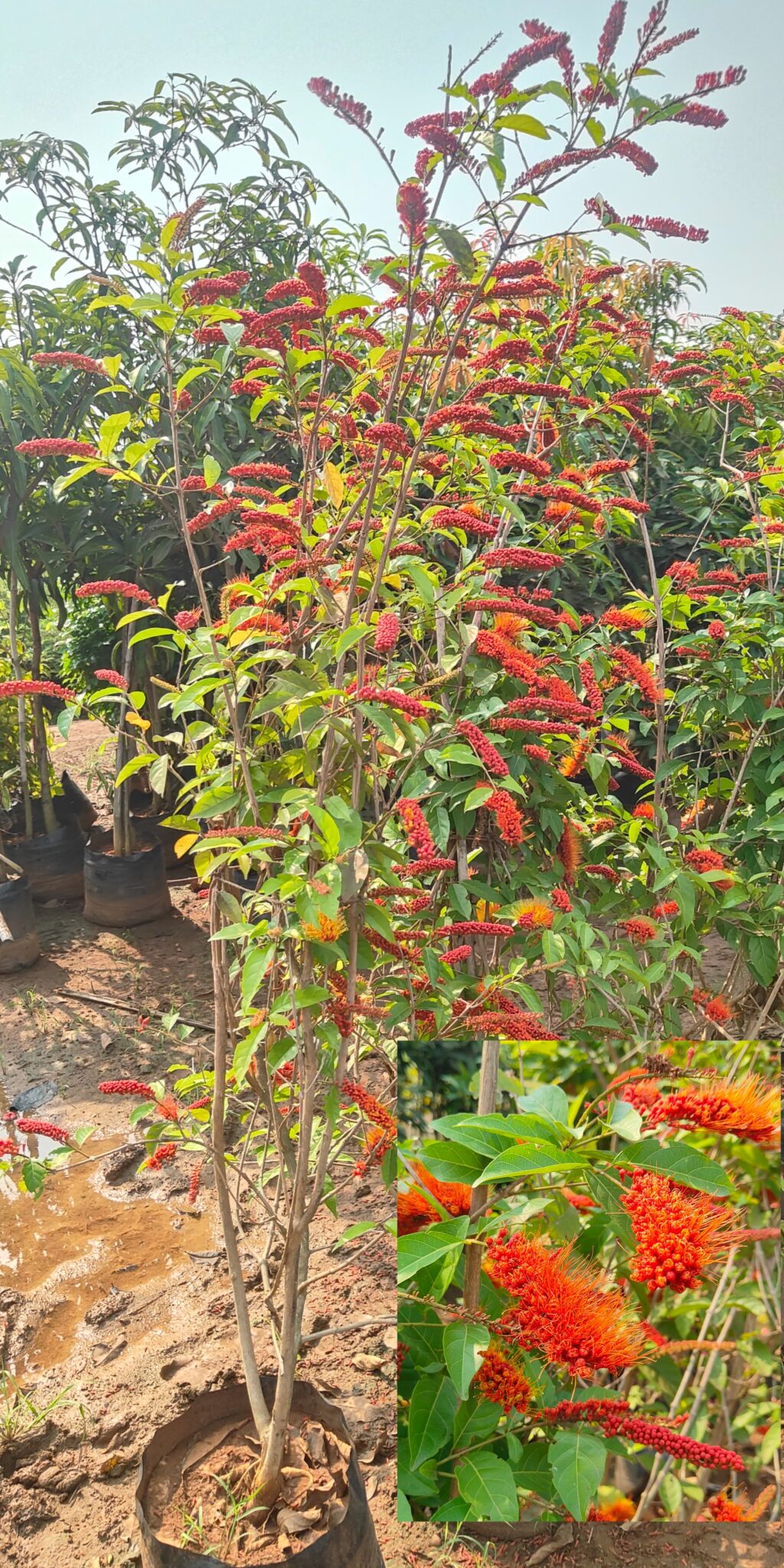 WhatsApp Image 2025-08-18 at 12.25.22 PM