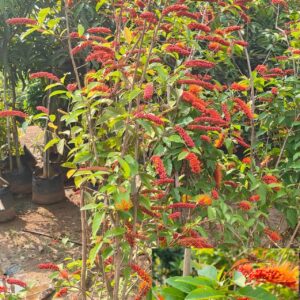 Combretum fruticosum