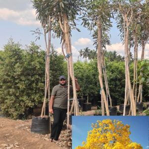 Tabebuia Donnelly smithii
