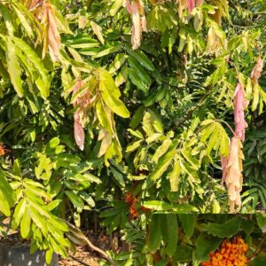 Saraca Ashoka( seetha ashoka )