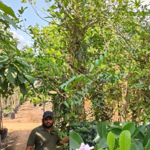 Bignonia megapotamica