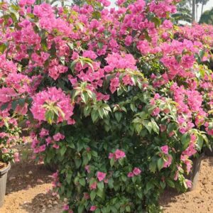Bougainvillea Varities