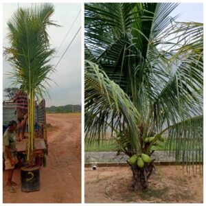 Coconut Dwarf ( Green )