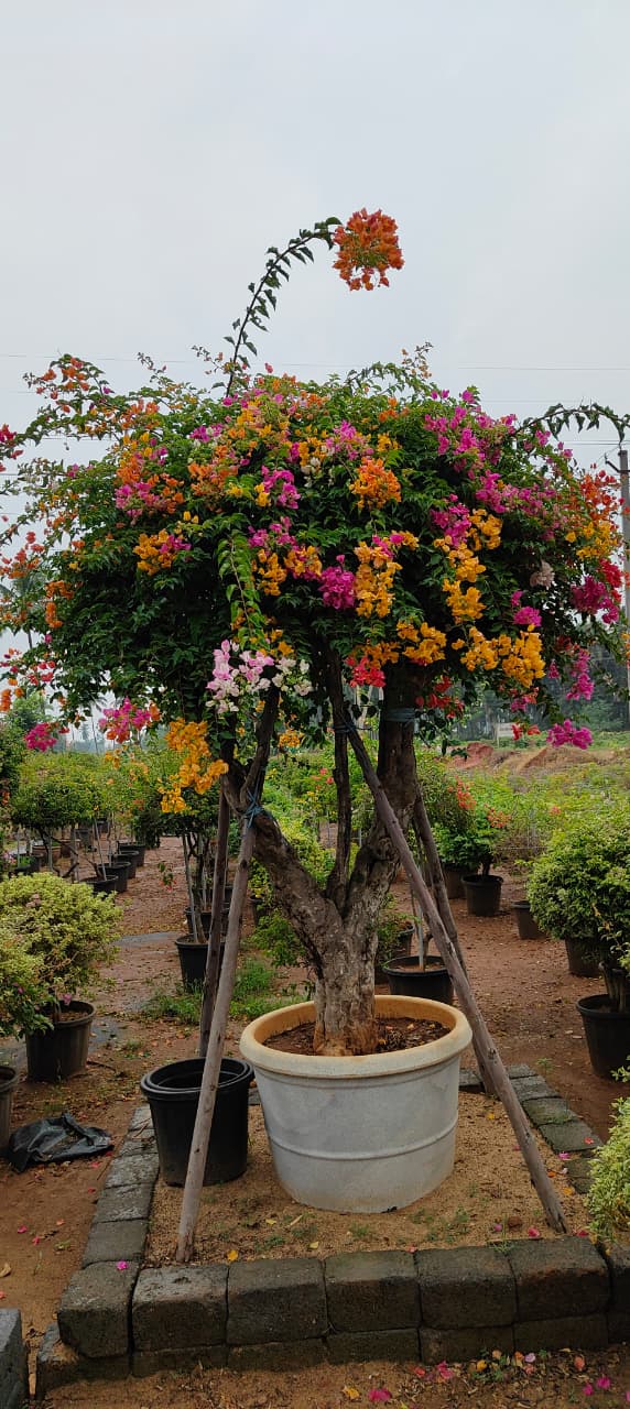 WhatsApp Image 2025-08-18 at 9.51.44 AM