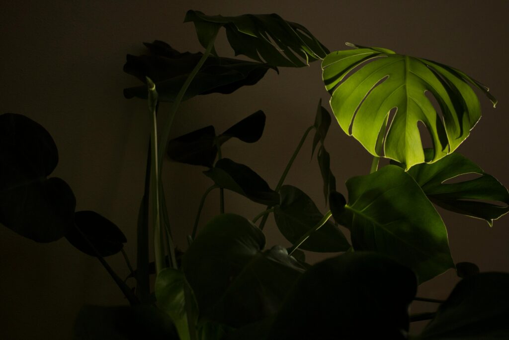 Dramatic close-up of a Monstera leaf highlighted against a dark background in low light conditions.