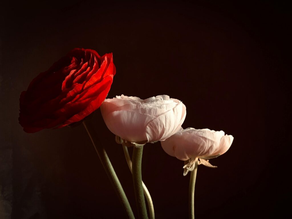 A close-up artistic shot of red and white ranunculus flowers against a dark background.