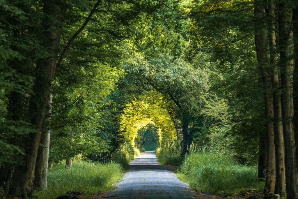 A serene forest path surrounded by lush green trees, perfect for nature walks.