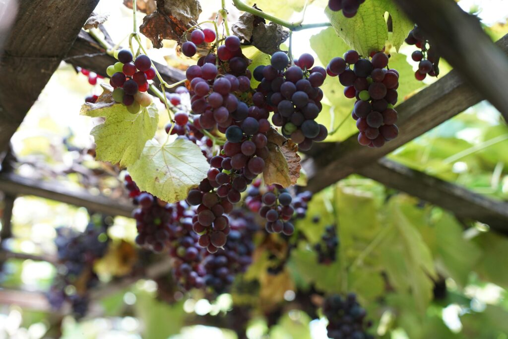 Clusters of ripe grapes hang on a vineyard trellis, basking in natural sunlight.