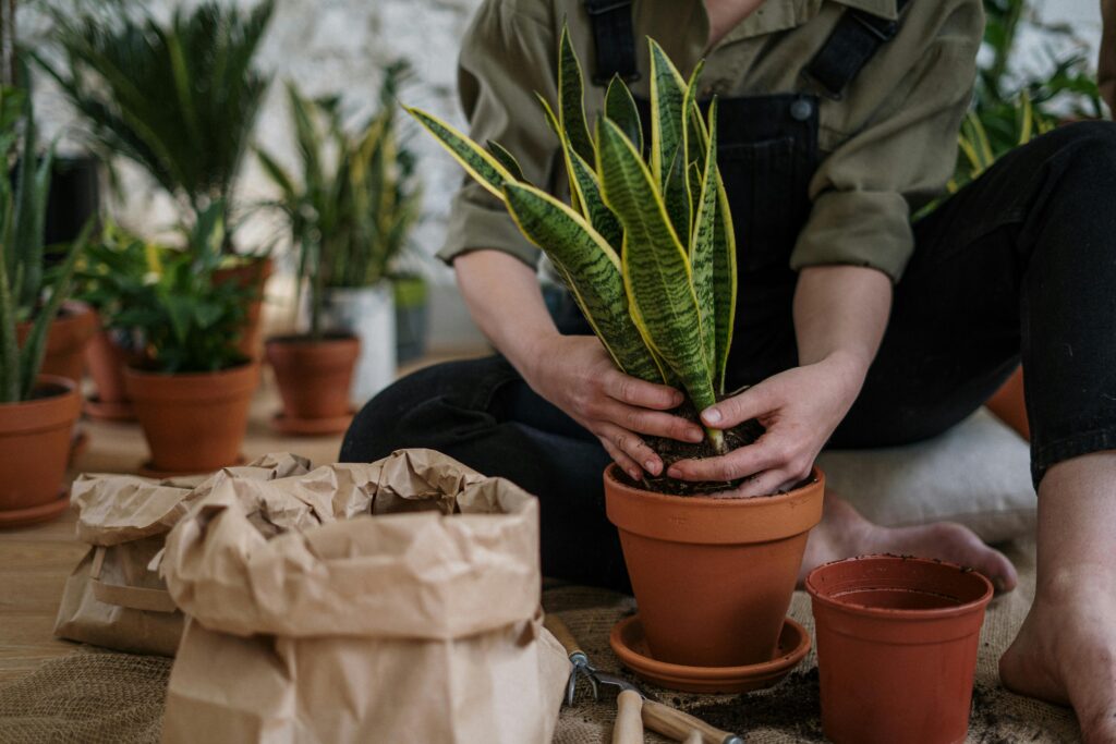 Close-up of a person potting a snake plant indoors, focusing on home gardening.