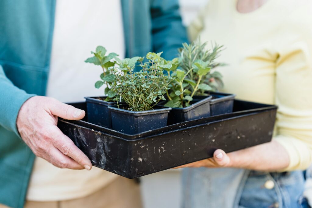 Hands of adults holding a tray with herb seedlings outdoors, highlighting gardening lifestyle.