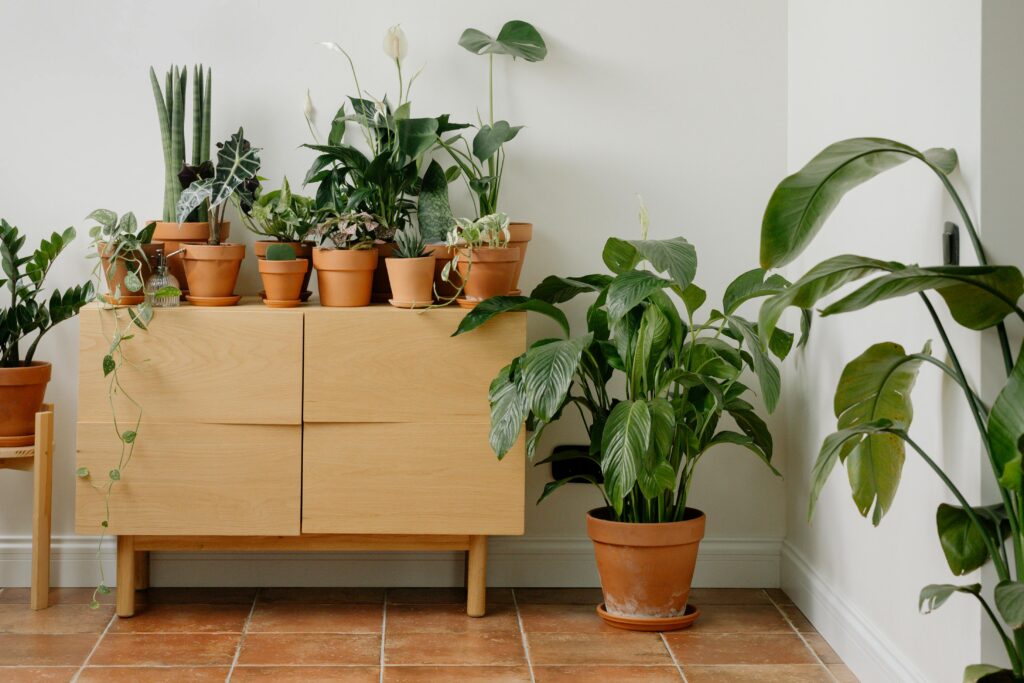 A stylish indoor display of various potted houseplants on a wooden cabinet, perfect for home gardening enthusiasts.