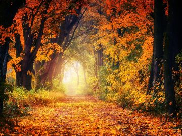 fall, avenue, path, leaves, tree, nature, forest, relax, quiet, haze, landscape, mood, orange, light, forest path, dirt road, fall, fall, fall, fall, fall, nature, forest, forest, relax, relax, light