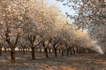 A beautiful almond orchard in full bloom, showcasing rows of blossoming trees in springtime.