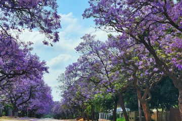 Stunning jacaranda trees in full bloom on a street in Pretoria during spring.