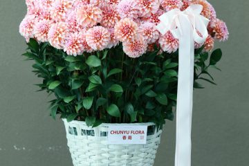 Beautiful pink chrysanthemums arranged in a stylish white basket with a ribbon accent.