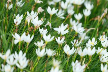 A vibrant field of white rain lily flowers blooming in lush greenery.